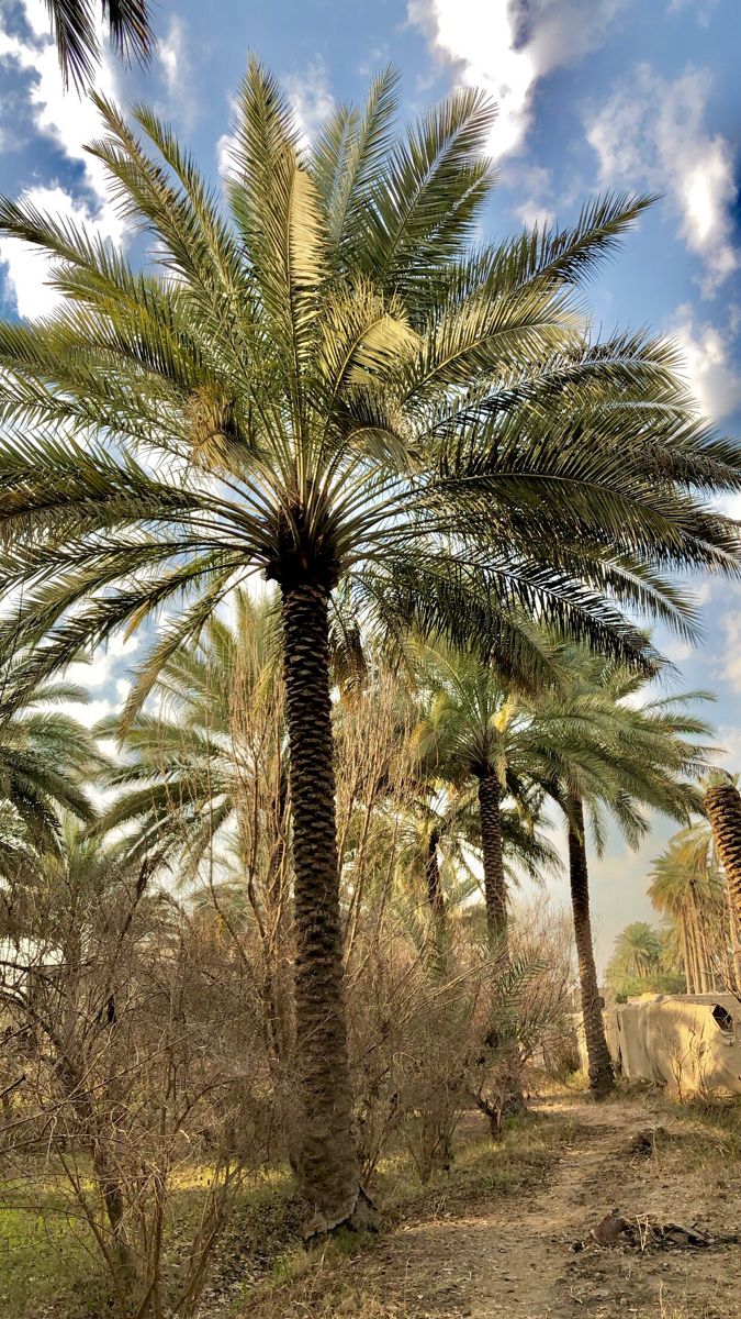 نخيل وقص الأشجار 0fdeaeeb 991b 4a2d a82a 314b5b7f1cd2