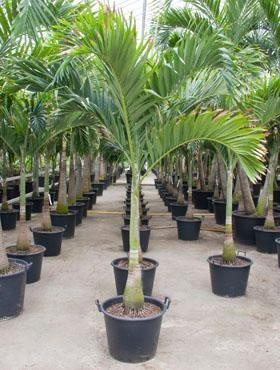 نخيل وقص الأشجار 83854be0 cea7 40a3 be52 418301a6838c