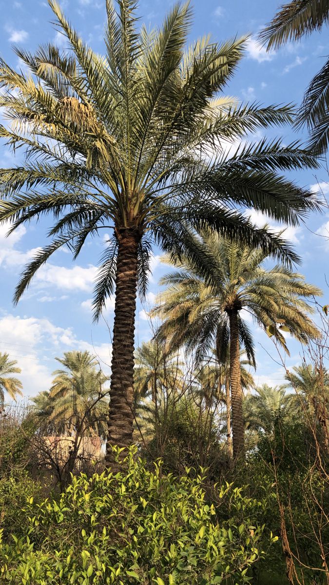 نخيل وقص الأشجار 8fb0a120 b2f0 4a12 a531 b98613fc2016