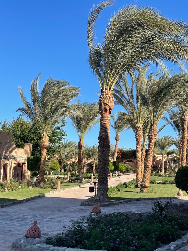 نخيل وقص الأشجار b100f763 0620 4536 92ed 0535077061e3