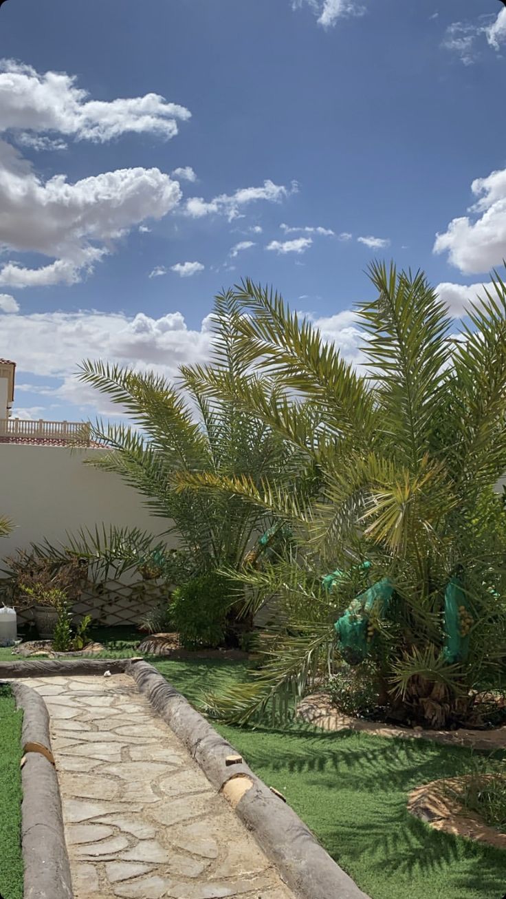 نخيل وقص الأشجار b26f5e72 2b43 419c bec4 edbe4a6f219f