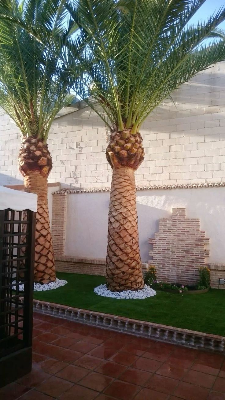 نخيل وقص الأشجار #نخل #عراق #اكسبلور